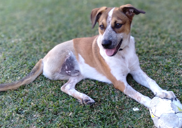 fostering pets recovering from surgery rspca queensland